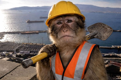 A macaque in a hard hat and hi-vis vest at a construction site — pardon the dust!